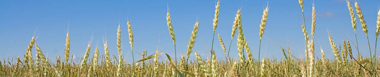 AgrAbility - wheat