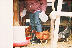 Brenda feeding chickens