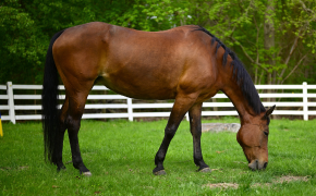Bella, a dark brown horse, stands outside