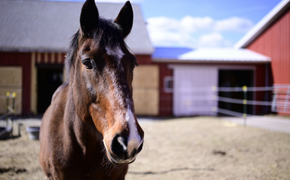 Finn, a large brown horse, stands outside a barn on a sunny day