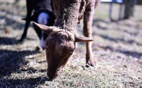 a sheep grazes outside