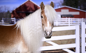Jim, a light brown horse with a white blonde mane