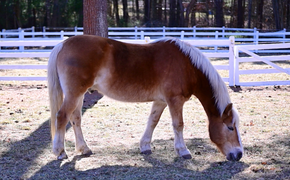 a large caramel colored horse grazes outside on a sunny day with woods in the background