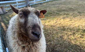 Anna, a white sheep, stands outside in a fenced in field