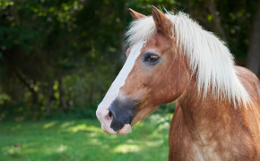 Coco, a tan colored horse with a white mane, stands outside