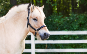 Lionel, a white horse, stands outside