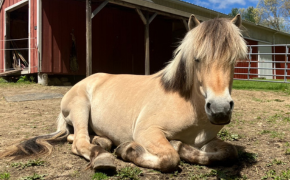 stevie the horse laying in front of the barn
