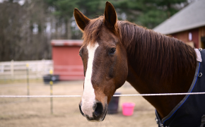 Theo, a brown horse with a white strip down his face, stands outside a barn