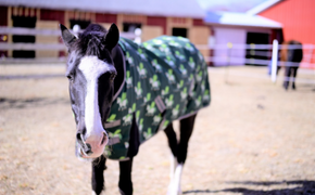 Spirit, a dark brown horse with a white stripe up its face.