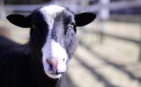 Sully, a sheep, looks toward the camera while standing outside