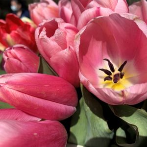 close-up image of pink tulips