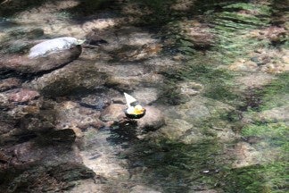 ESA duck races at camp 5