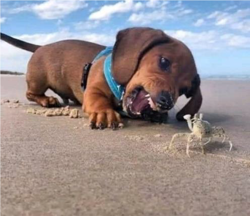 Small dachshund puppy plays with a crab, on a beach.