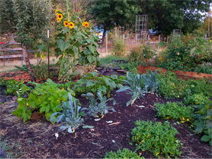 Diagonal view of the full Skinner City Community Garden Plot. Multiple plants are blooming. Time: mid-day