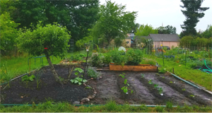The community garden plot, at the Skinner City farm. There are lots of plants, sprouting, but none of them have bloomed in this photo. The weather is overcast.