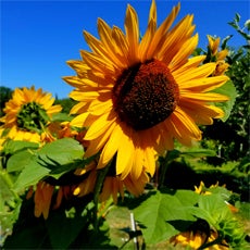 3 sunflowers, in the sun on a clear day, at the Skinner City Community Garden