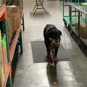 Large rottweiler walking down the aisle of a warehouse, carrying her toy bear.