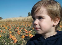 Pumpkin Patch Smaller Image