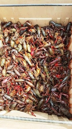 Crawfish