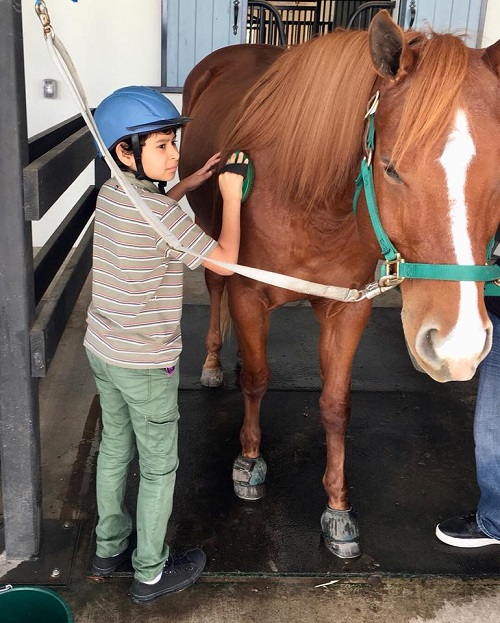 little boy grooms horse