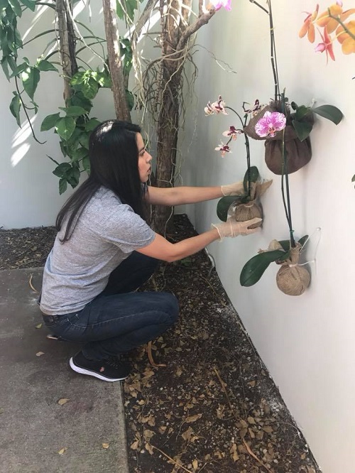 planting orchids 2